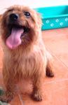 Max Boy - Silky Terrier Dog