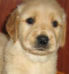 PF6571 - Golden Retriever Dog