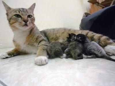 Sarah - Domestic Short Hair Cat