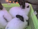 Anggora - Angora Rabbit Rabbit