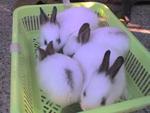 Angora - Angora Rabbit Rabbit