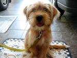 Rudolph - Silky Terrier Dog