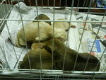 Injured Dog  With 5 Puppies Photos - Mixed Breed Dog