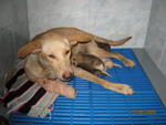 Injured Dog  With 5 Puppies Photos - Mixed Breed Dog