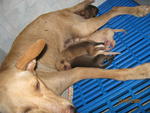 Injured Dog  With 5 Puppies Photos - Mixed Breed Dog