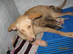 Injured Dog  With 5 Puppies Photos - Mixed Breed Dog