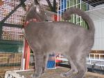 Bulan - Domestic Short Hair Cat