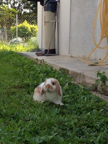 PF65005 - Holland Lop Rabbit