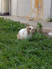 PF65005 - Holland Lop Rabbit