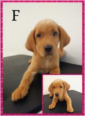 PF65007 - Labrador Retriever Dog