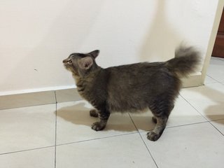 Mokmok - Domestic Medium Hair Cat