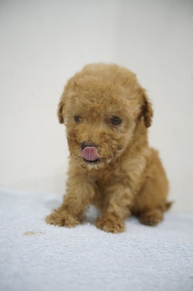 Super Cute Teacup Size Poodle - Poodle Dog