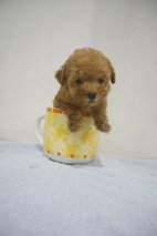 Super Cute Teacup Size Poodle - Poodle Dog