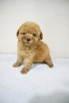 Super Cute Teacup Size Poodle - Poodle Dog