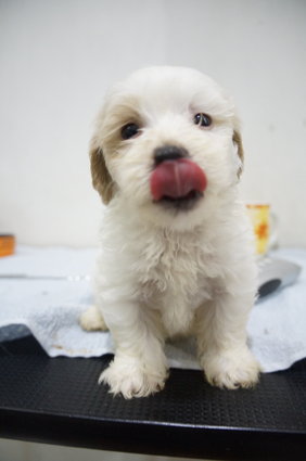 The Happy Boy Mini Poodle - Poodle Dog