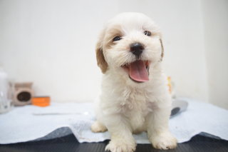 The Happy Boy Mini Poodle - Poodle Dog