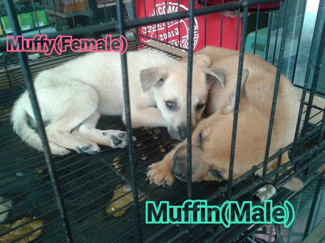 Muffy(F)Muffin(M) - Mixed Breed Dog