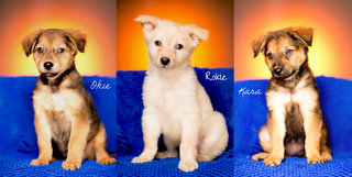 Okie, Rokie &amp; Kara - Mixed Breed Dog