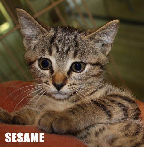 Sesame - Tabby + Domestic Short Hair Cat