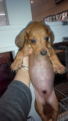 Dachshund - Dachshund Dog