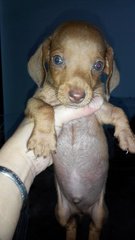 Dachshund - Dachshund Dog