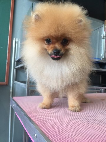 Pomeranian - Parents Imported Direc - Pomeranian Dog