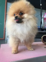 Pomeranian - Parents Imported Direc - Pomeranian Dog