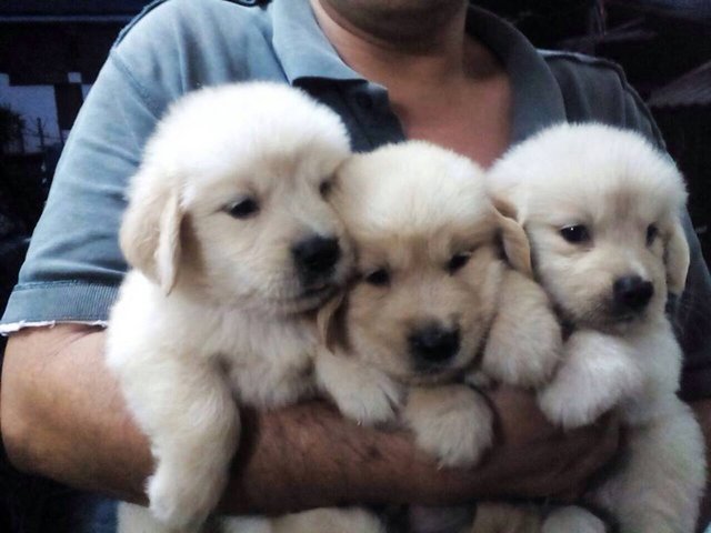 Golden Retriever Puppy For Sale - Golden Retriever Dog