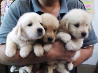 Golden Retriever Puppy For Sale - Golden Retriever Dog