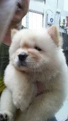  Chow Chow Puppy (Champion, Imp.lin - Chow Chow Dog