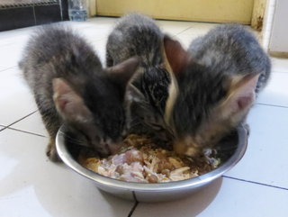 Family dinner. Beanie (left), Cooks (mid) & Cups (right). On 26 Jan 2015.