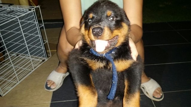 Rottweiler Puppy (Champion, Imp.lin - Rottweiler Dog