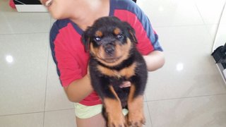 Rottweiler Puppy (Champion, Imp.lin - Rottweiler Dog