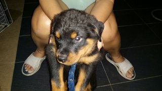 Rottweiler Puppy (Champion, Imp.lin - Rottweiler Dog