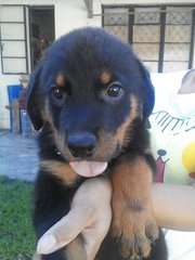 Rottweiler Puppy (Champion, Imp.lin - Rottweiler Dog