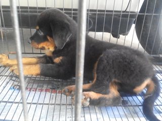 Rottweiler Puppy (Champion, Imp.lin - Rottweiler Dog