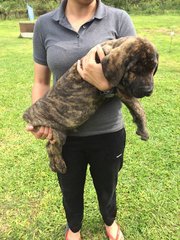 Fila Brasileiro ( Parent Imported ) - Fila Brasileiro Dog