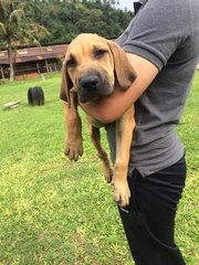 Fila Brasileiro ( Parent Imported ) - Fila Brasileiro Dog