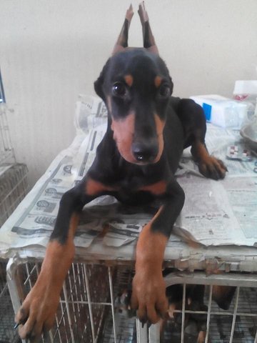 Dobermann(Champion N Imported Line) - Doberman Pinscher Dog