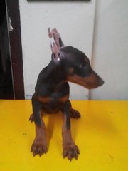 Dobermann(Champion N Imported Line) - Doberman Pinscher Dog