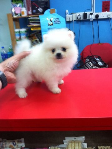 White Pomeranian Puppy For Sale - Pomeranian Dog