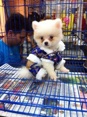 White Pomeranian Puppy For Sale - Pomeranian Dog