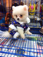 White Pomeranian Puppy For Sale - Pomeranian Dog