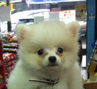 White Pomeranian Puppy For Sale - Pomeranian Dog