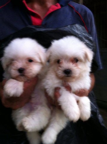 Maltase Puppy For Sale  - Maltese Dog