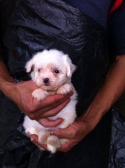 Maltase Puppy For Sale  - Maltese Dog