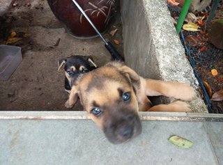 Blue Eyes - Mixed Breed Dog