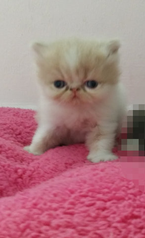 Baby Doll ( Exotic Long Hair ) - Exotic Shorthair Cat