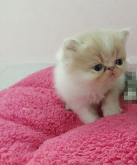 Baby Doll ( Exotic Long Hair ) - Exotic Shorthair Cat