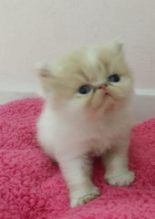 Baby Doll ( Exotic Long Hair ) - Exotic Shorthair Cat